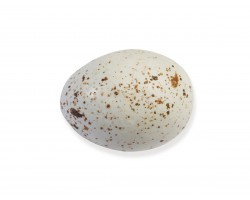 Gulls egg shaped chocolates