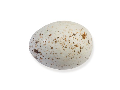 Gulls egg shaped chocolates